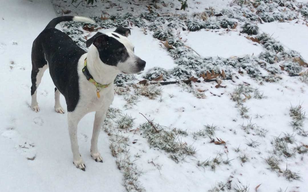 ‘Bone Up’ On Wise Winter Weather Practices  For Your Pet
