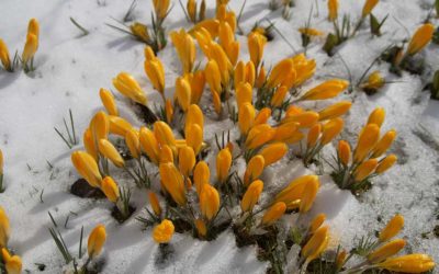 Use Cold Winter Days to Plan for Spring Landscape Projects