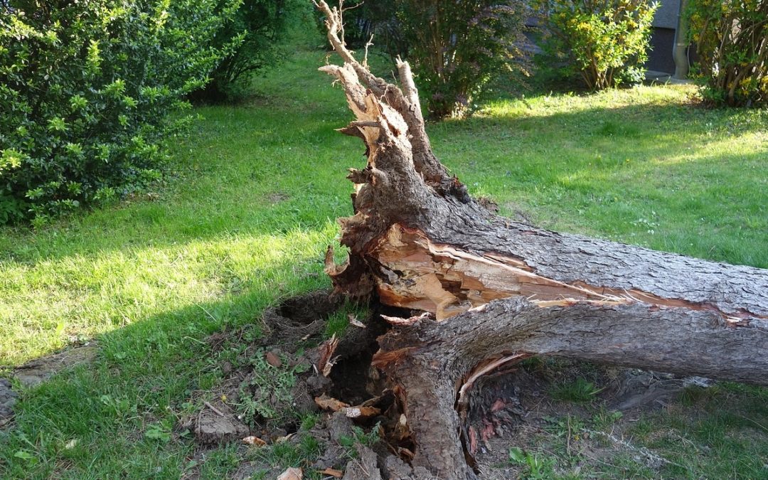 Uprooted tree in yard