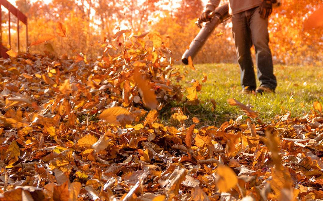 Fall & Your Lawn During Drought: Six Tips To Help You Cope